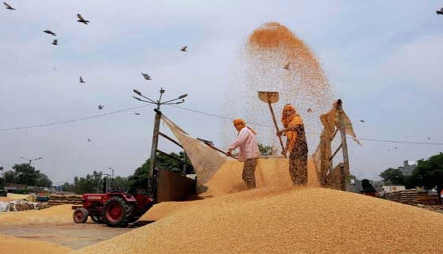 Pulse Prices May Ease by 10 Percentage In a Fortnight