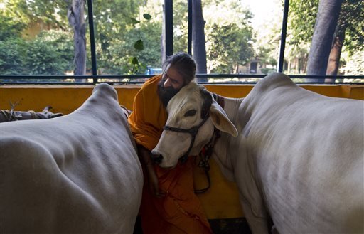 Hindu temple priest Ram Mangal Das caresses a cow at his'Gaushala or shelter for cattle in New Delhi India. We should drink cows milk not its blood Das said. If someone attacks mother cow or eats it then this