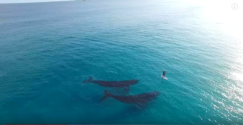 Jaimen HudsonA drone enthusiast has captured the beautiful moment two curious whales approach a paddleboarder off the coast of Esperance Australia