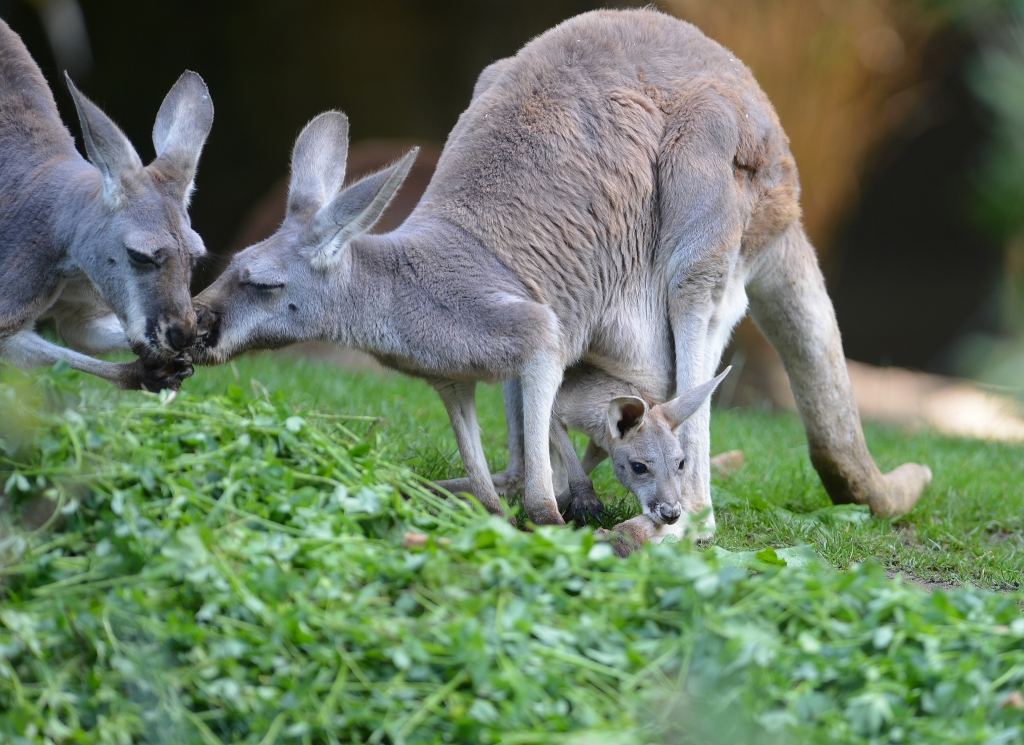 Baby Kangaroo