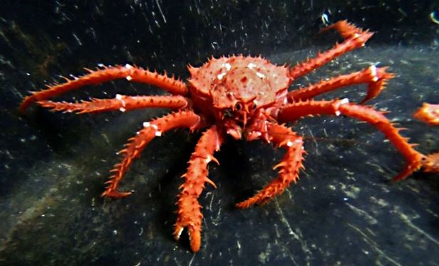 King Crabs To Invade The Antarctica