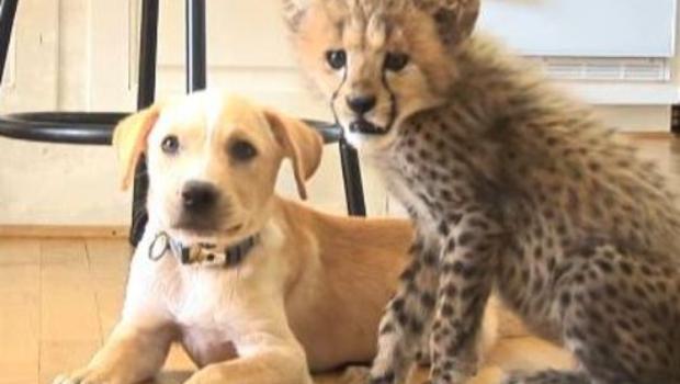 Kumbali and Kago Cheetah Cub and Puppy Friendship.         
                                     Metro Richmond Zoo