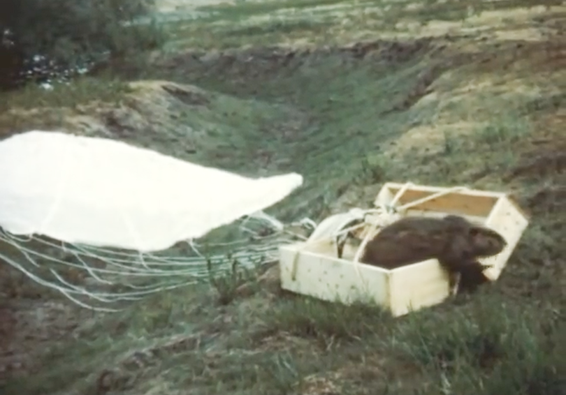 HAVE YOU SEEN THIS: Parachuting Beavers!