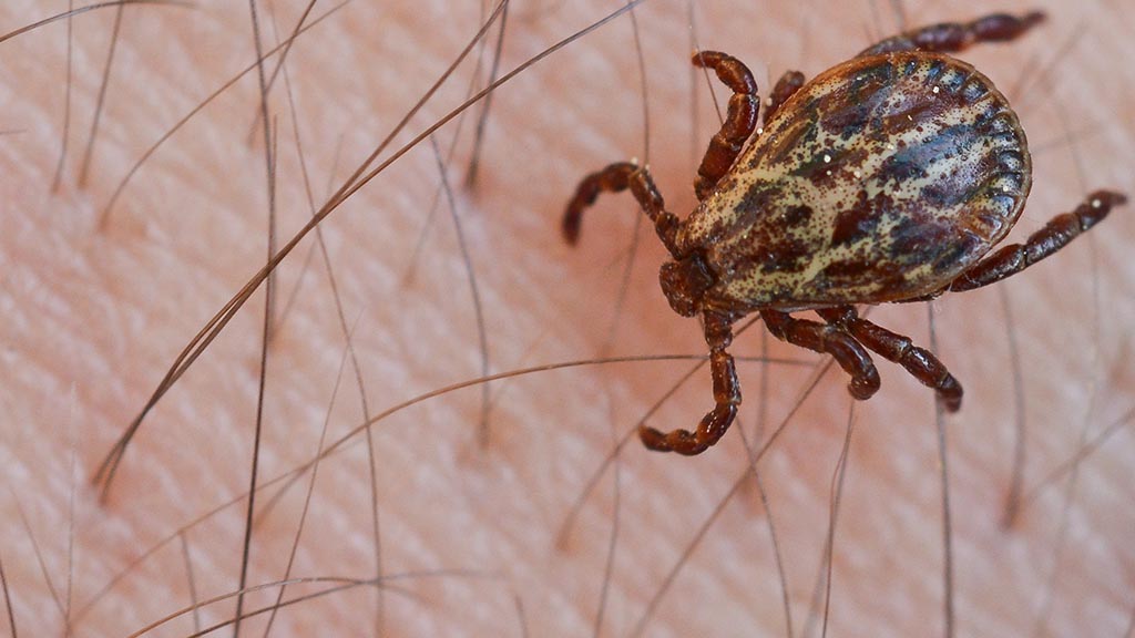 VIDEO LYME DISEASE EXPLAINED