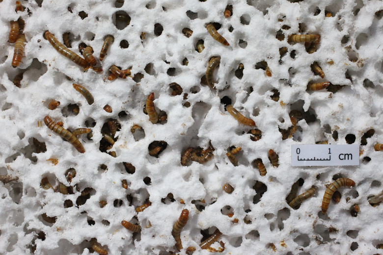 Mealworms at work making plastic a meal