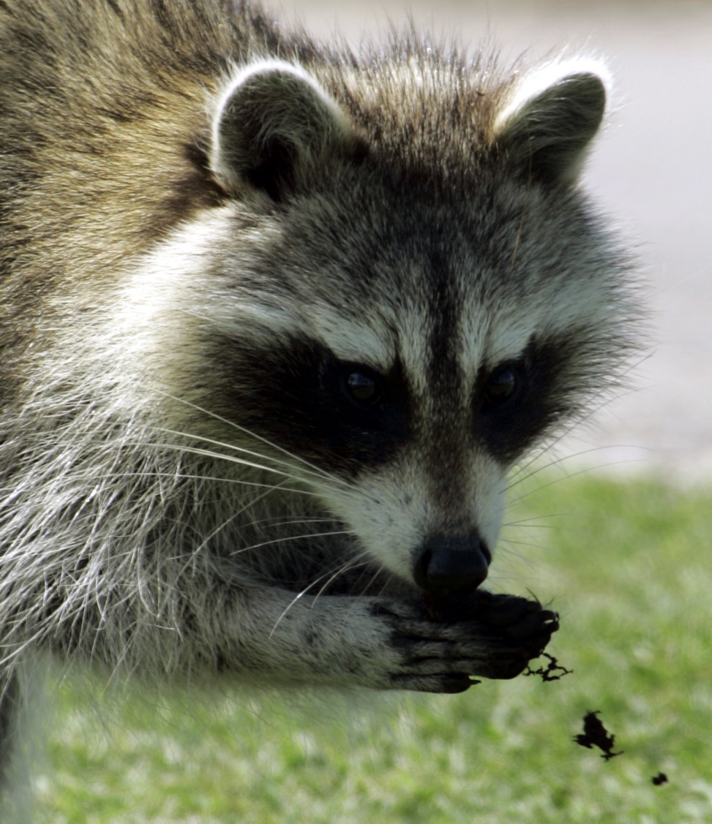 Meet The Raccoon That Thinks It's A Dog -- And Prepare To Fall In Love!