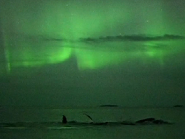 Watch Humpback Whales Frolic Beneath The Northern Lights