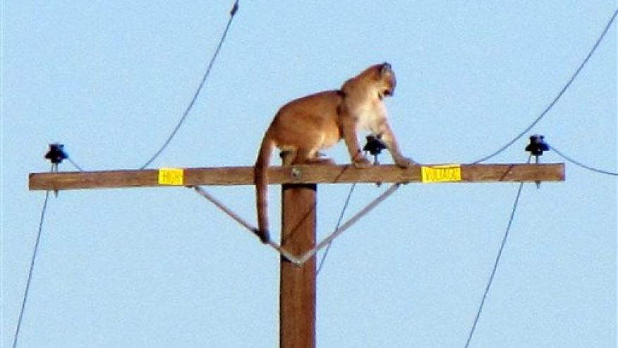 Mountain lion discovers power pole is amazing for people-watching