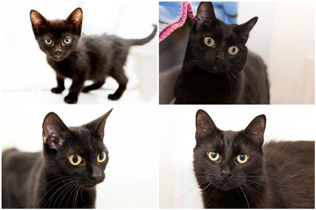 Bridgend Cats looking for home as part of Black Cat Day