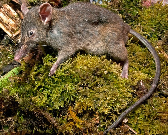 Newly-discovered rat 'like no other'