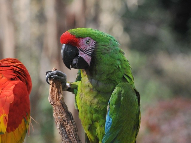 Conservation: Two Macaws Now Listed As Endangered Species