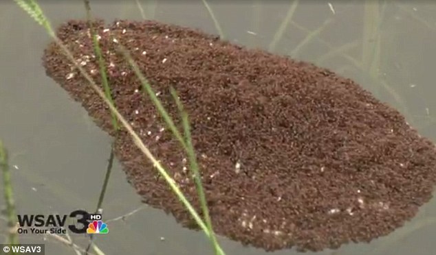 All aboard In about 100 seconds thousands of fire ants are able to form something of a'life raft in the event of rising waters as has been seen this week in the wake of the South Carolina floods