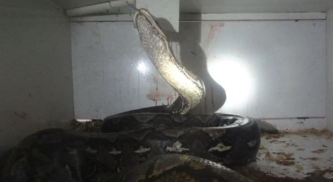 Large snake attacks man at Newport reptile shop