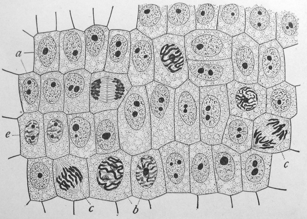 CellDivision_10072015