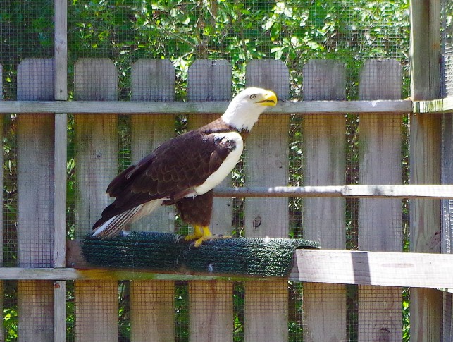 Ozzie the bald eagle has died