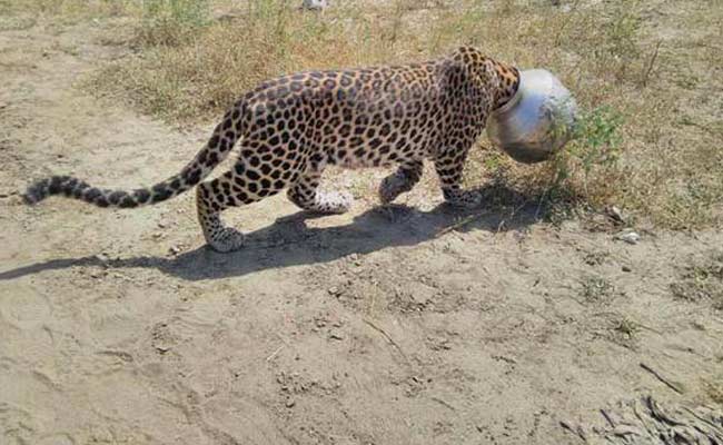 This Leopard in Rajasthan Found Itself in a Tight S'pot