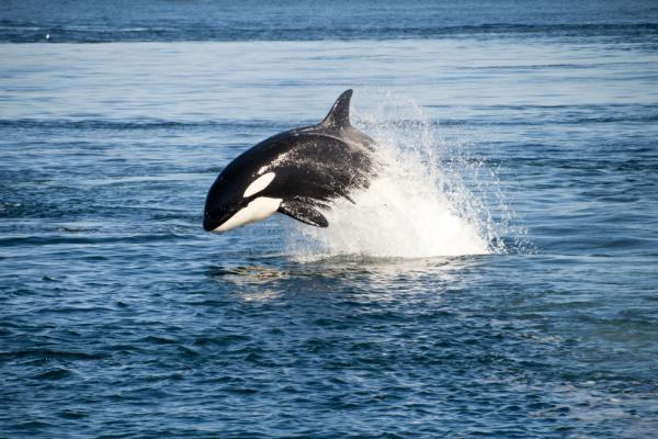 California agency to consider contested plan to expand killer whale tanks ar 