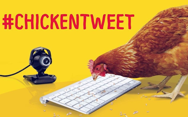 Betty is trying to be the world's first chicken to use Twitter