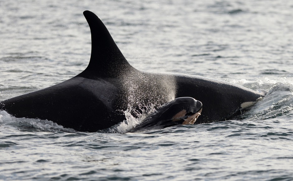 Puget Sound orca baby boom continues