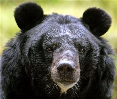 Black Bear China School