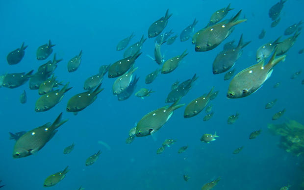 School of demoiselles Poor Knights Island Marine Reserve