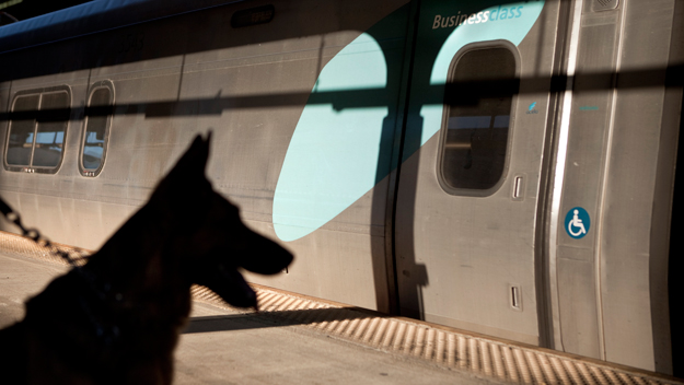 Small Pets Welcome On Some Amtrak Trains Starting October 12th