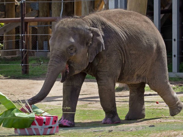 4-year-old elephant dies suddenly at Oklahoma City Zoo