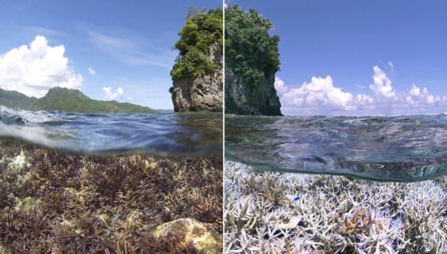 Scientists Warn About Coral Reef Bleaching Ongoing