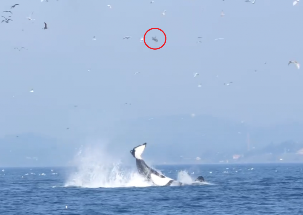 Seal gets some serious air after encounter with an orca