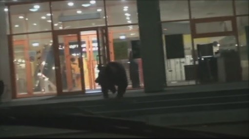 WATCH: Terrifying angry wild bear smashes up SHOPPING CENTRE sending customers