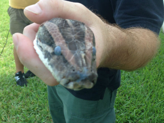 Python: Flea Market In Florida, Woman Finds Giant Snake Hiding Among Clothes