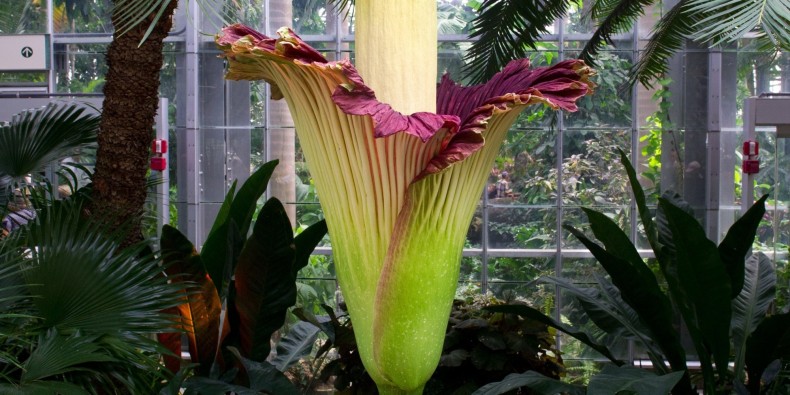 Corpse Flower Blooms Unexpectedly at Chicago Botanic Garden