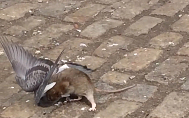 Rat begins to bite the pigeon