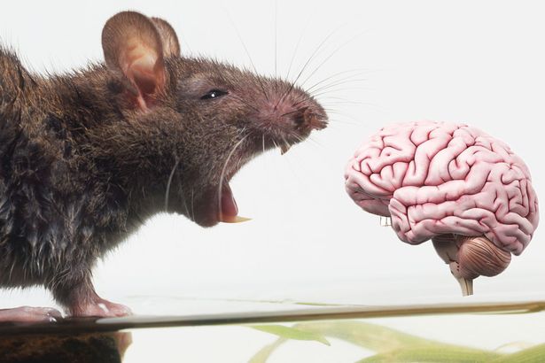 Rats the way to do it Could computers become cleverer than humans