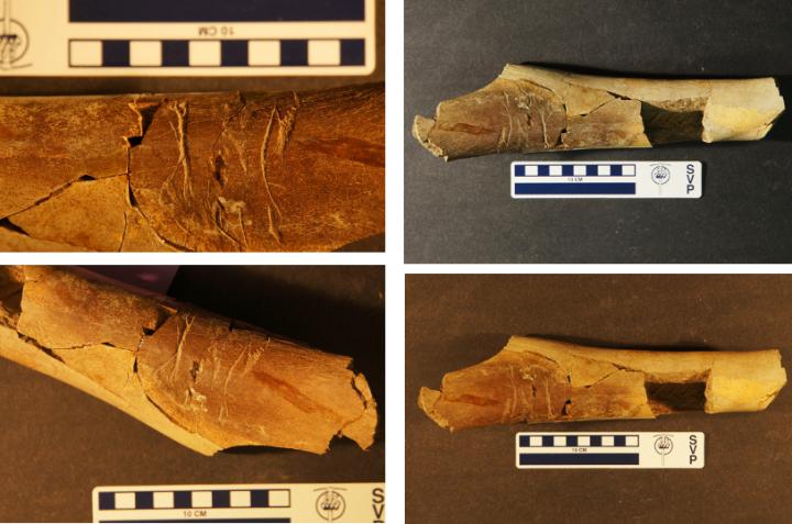 This is a recently unearthed tyrannosaur bone with peculiar teeth marks that strongly suggest it was gnawed by another tyrannosaur