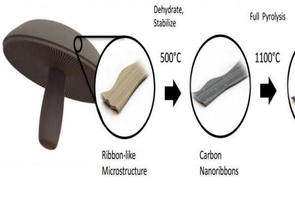 Scientists-use-portabellas-to-make-more-durable-batteries