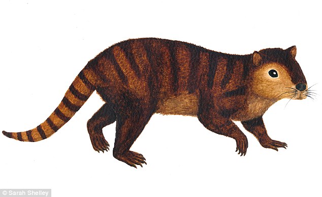 Kimbetopsalis simmonsae, which looks like a beaver but without the flat tail is thought to have lived around 65.5 million years ago and was one of the first mammals to thrive after the extinction of the dinosaurs. Scientists say the three