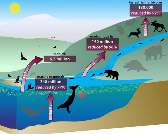 A diagram showing how animal poop moves nutrients around the ecosystem