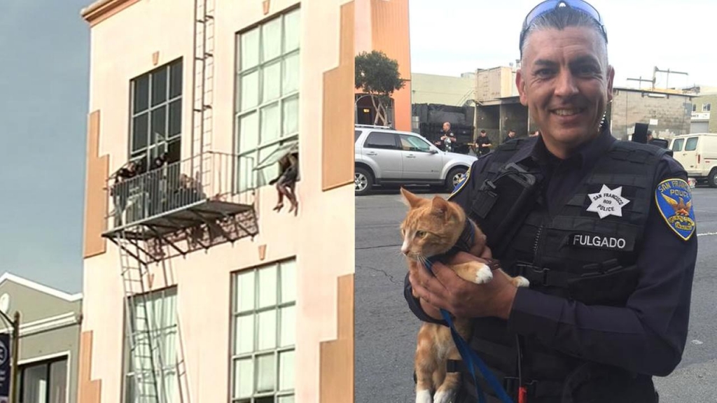 San Francisco police are crediting an auto theft suspect's cat for helping to peacefully end a nearly two-hour standoff on 10th Street