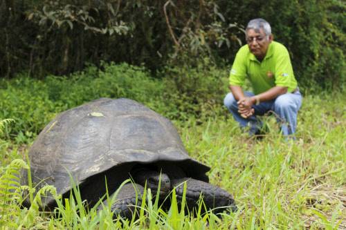 Scientists identify new Galapagos giant tortoise species