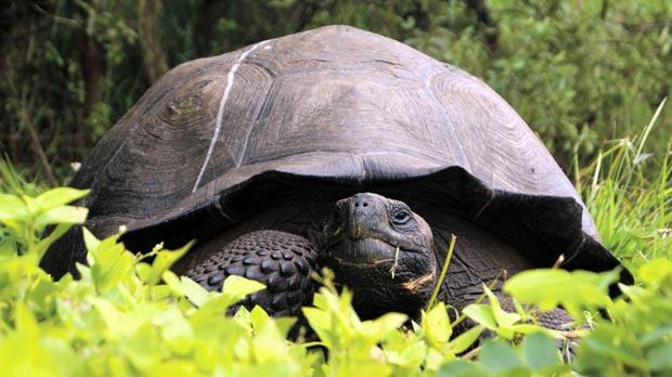 New species of tortoise in Galapagos claimed