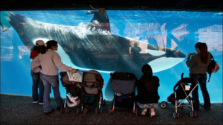 California Bans Captive Breeding of Killer Whales at SeaWorld