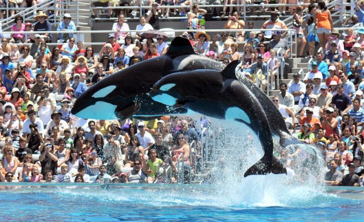 California Bans Captive Breeding of Killer Whales at SeaWorld