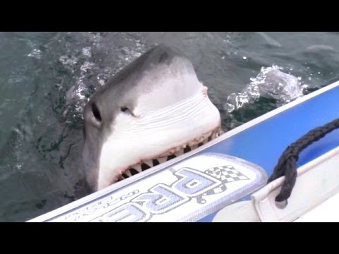 Bloody Video: Great White Shark Spotted Off Alcatraz Eating A Seal