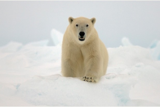 Doncaster-bound polar bear greets migrants sneaking into Britain