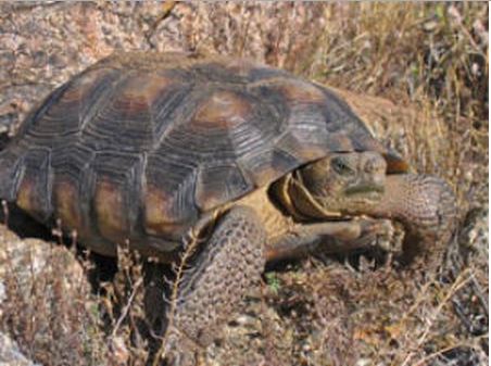 Sonoran Desert Tortoise