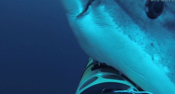 Video reveals great white shark attacking seal near Alcatraz