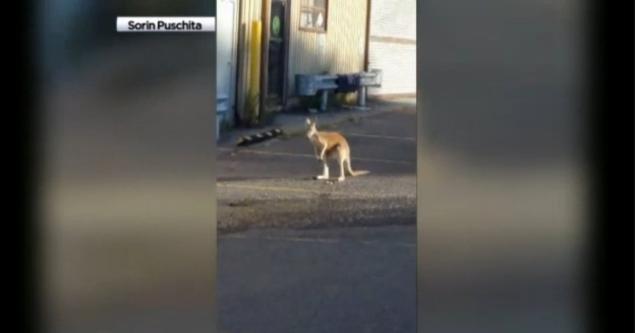 A kangaroo was spotted by Alb's Auto Repair Shop on Staten Island on Saturday