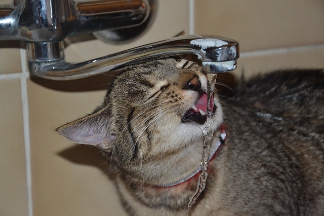 Cat drinks water from bath tap