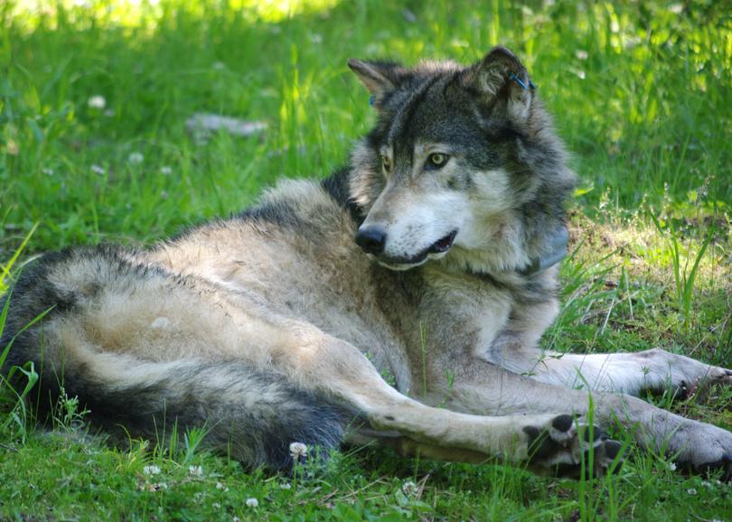 OR14 is one of two known wolves using the area. OR14 weighed pounds at time of collaring and was estimated to be at least 6 years old